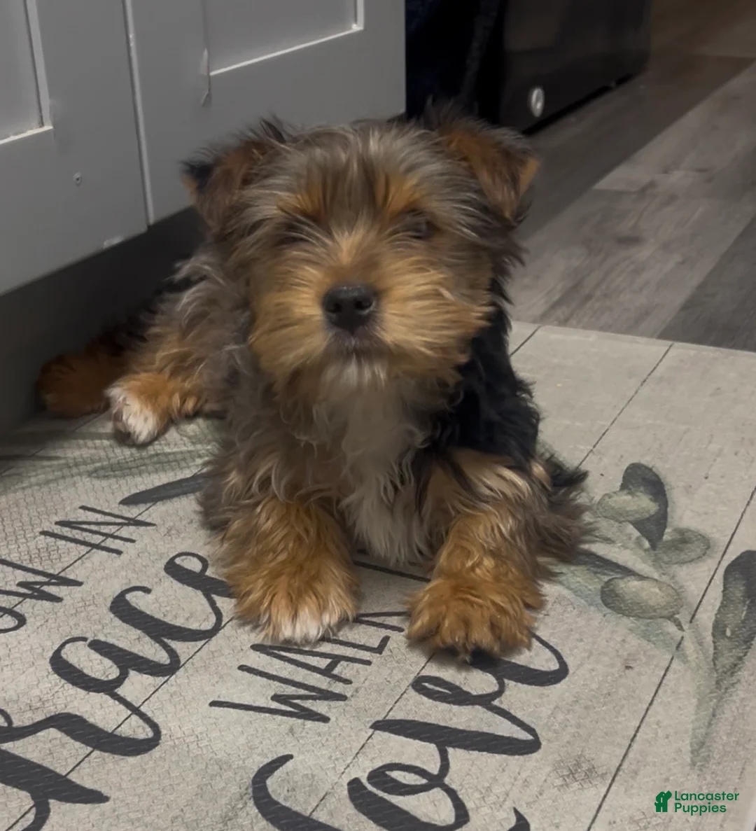 Yorkshire Terrier dogs for sale: Yorkshire Terrier Puppy 2 - Ad 1