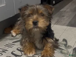 Yorkshire Terrier dogs Yorkshire Terrier Puppy 2 - Ad 16