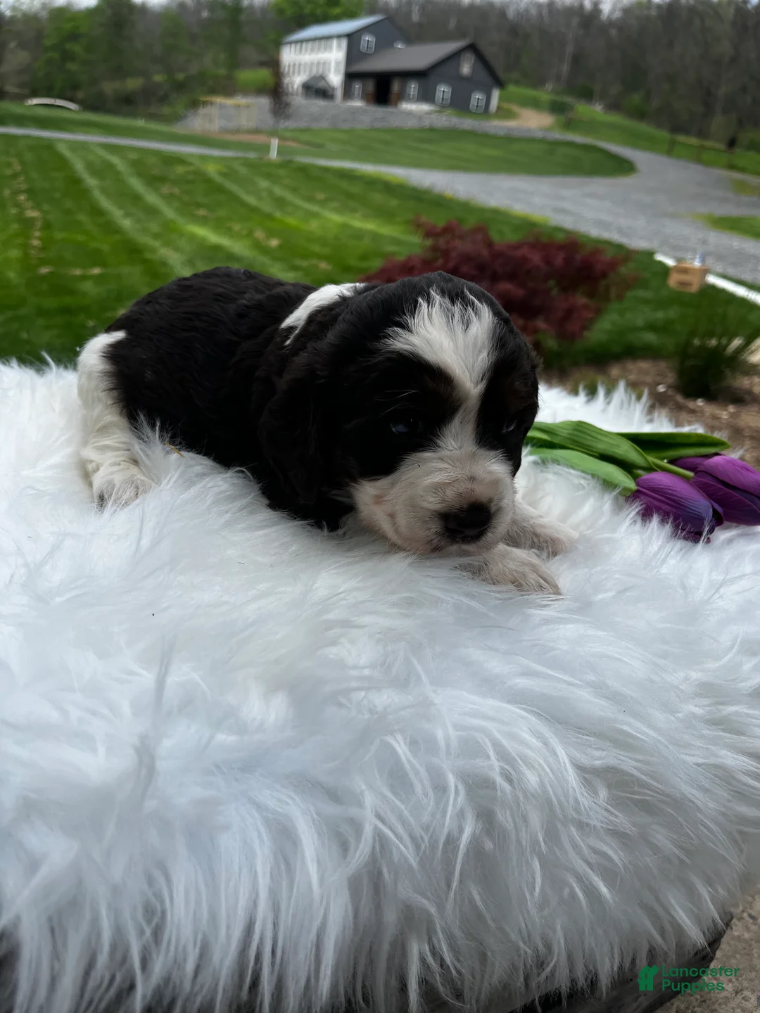 English Springer Spaniel dogs for sale: Poppy - Ad 2