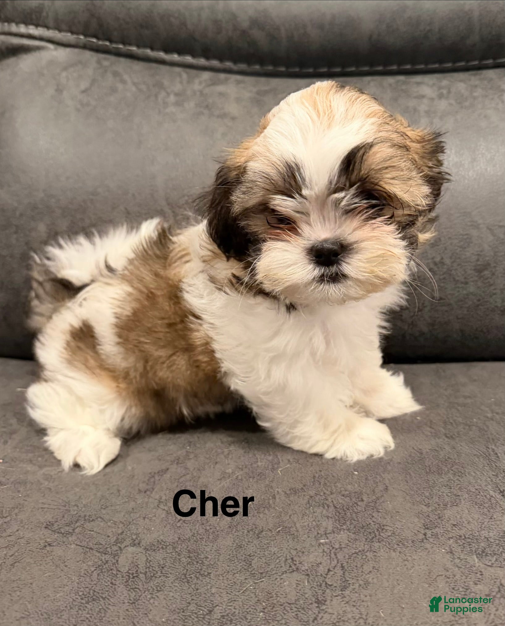 Cher (Malshi, Female) in Mechanicsville, IA