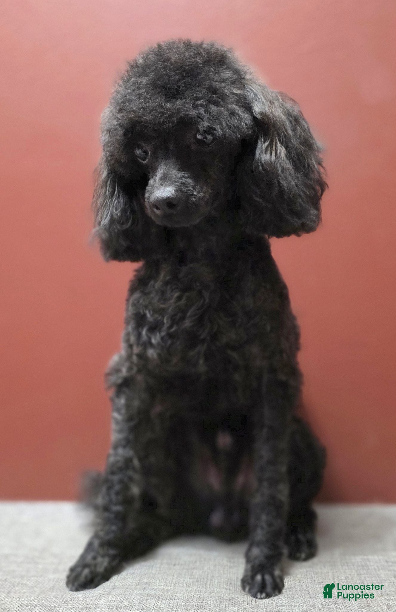 Toy Poodle dogs for stud: AKC Toy poodle stud - Ad 1