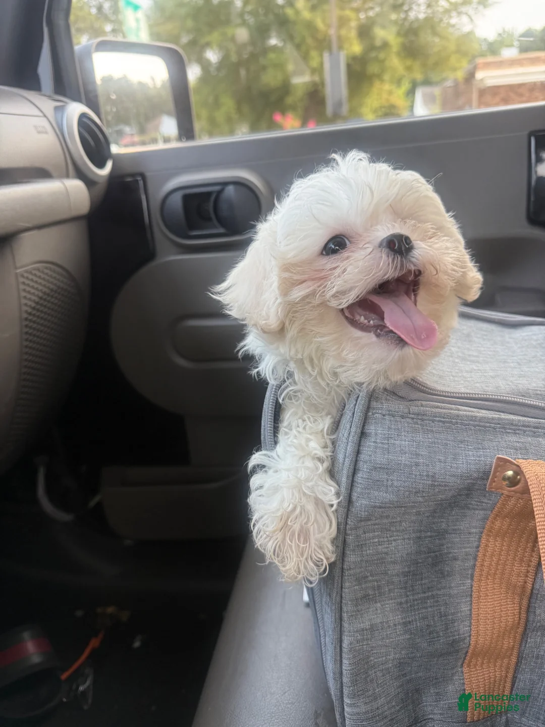 Teddy Bear dogs for sale: Teddy Bear 1 - Ad 2
