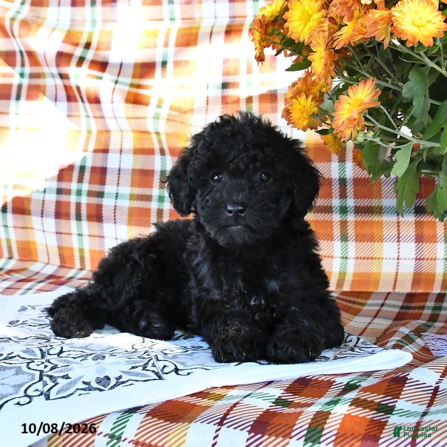 Mini Goldendoodle dogs Allie - Ad 1