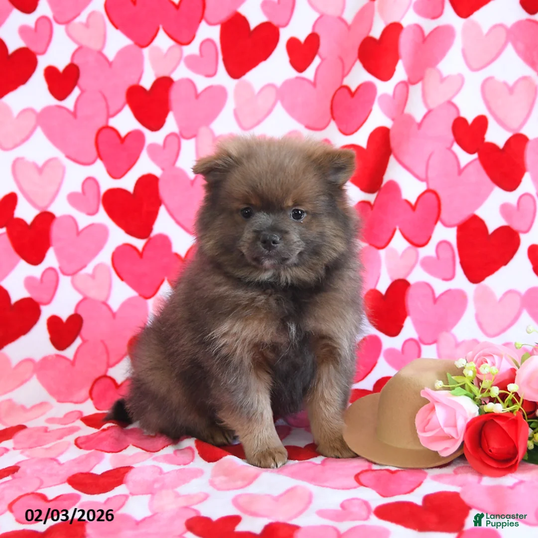 Pomeranian dogs for sale: Gomer - Ad 3