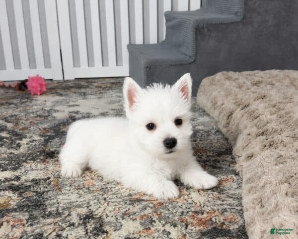 West Highland Terrier dogs Jalon - Ad 1