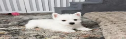 West Highland Terrier dogs for sale: Jalon - Ad 1