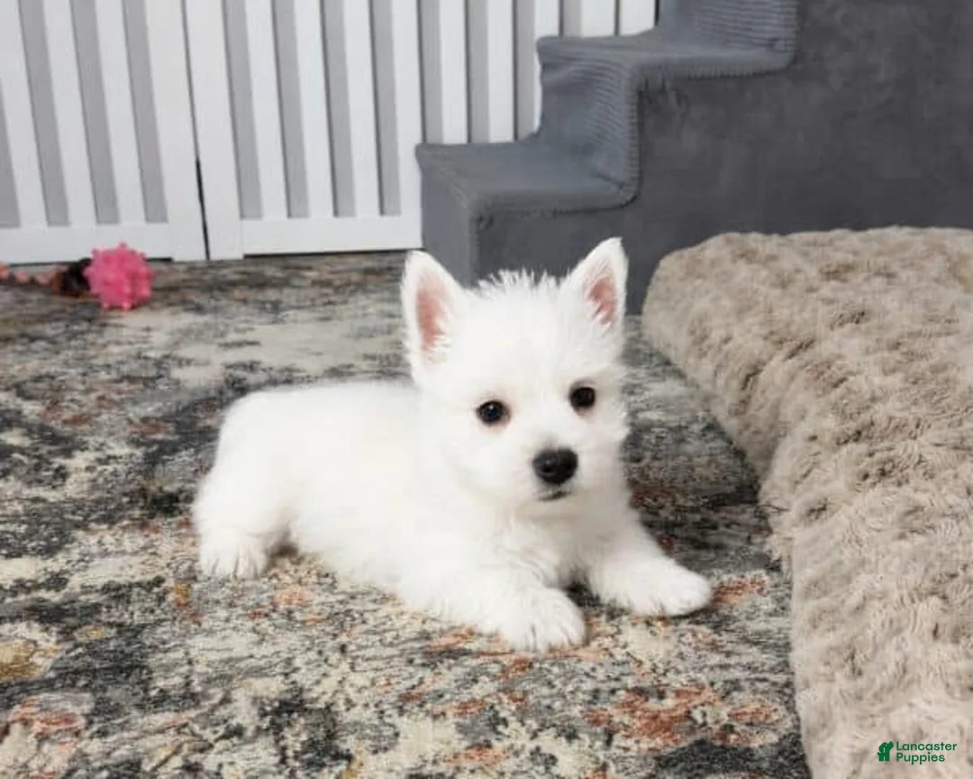 West Highland Terrier dogs for sale: Jalon - Ad 1