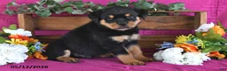 Rottweiler dogs for sale: Myles - Ad 1