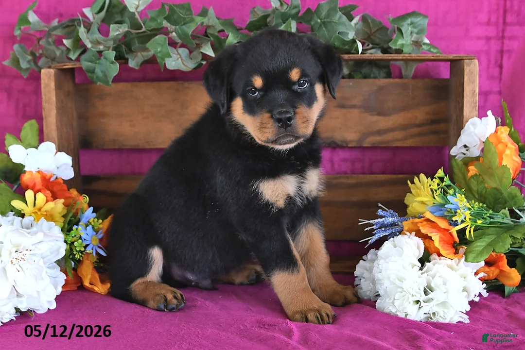 Rottweiler dogs for sale: Myles - Ad 1