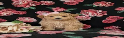 Maltipoo dogs for sale: Reese 8 lbs Full Grown - Ad 1