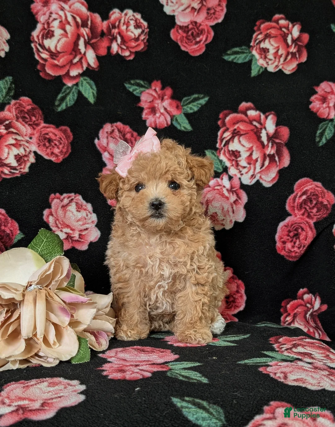 Maltipoo dogs for sale: Reese 8 lbs Full Grown - Ad 1