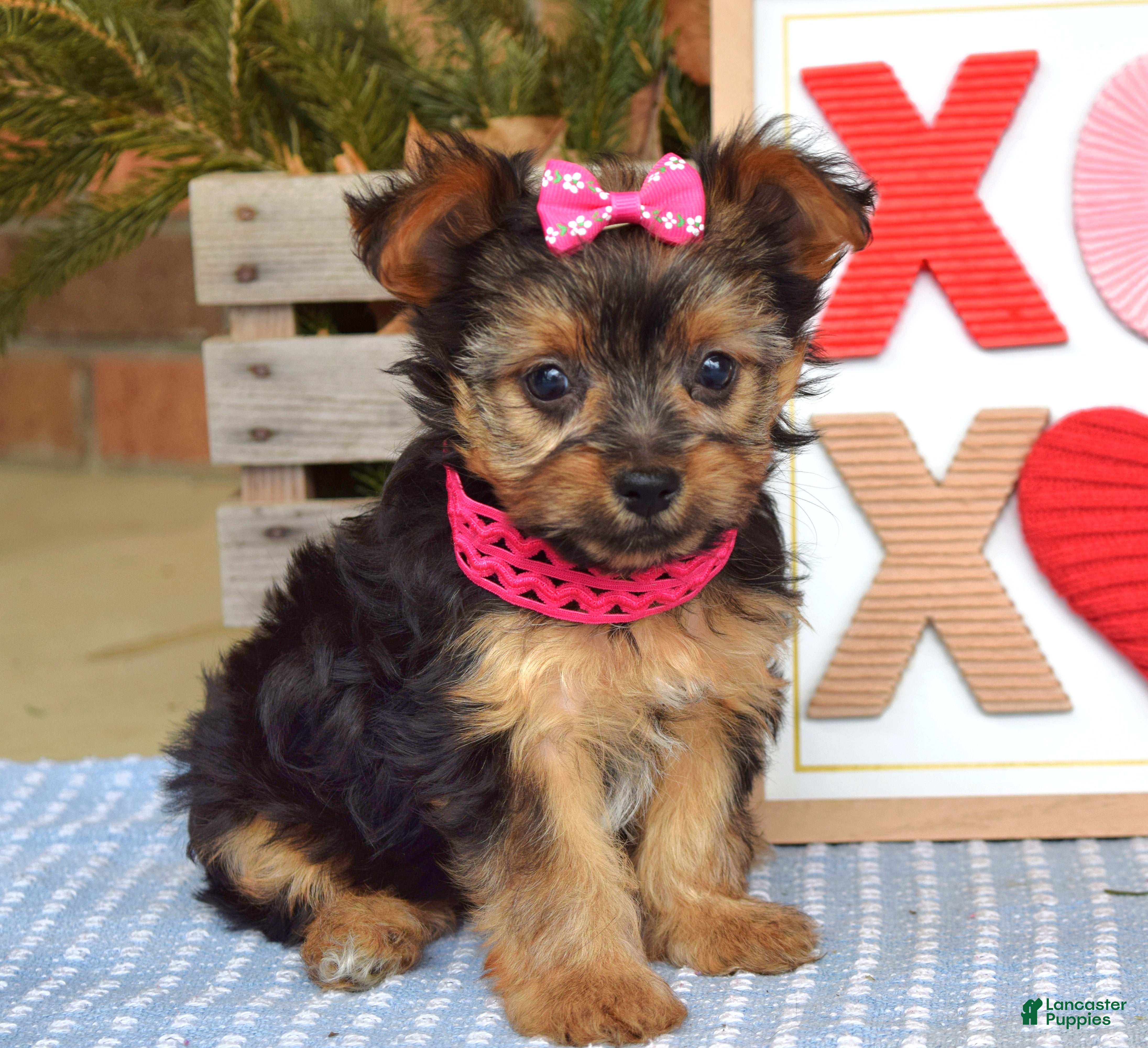 Yorkshire Terrier dogs Petunia - Ad 1