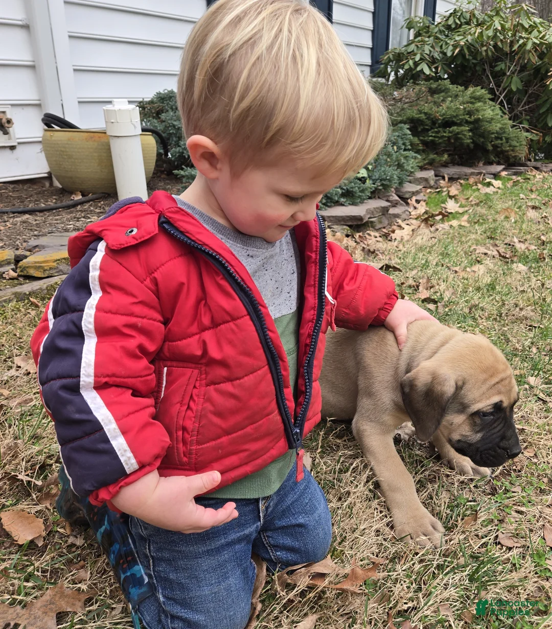 English Mastiff dogs for sale: Flo - Ad 4