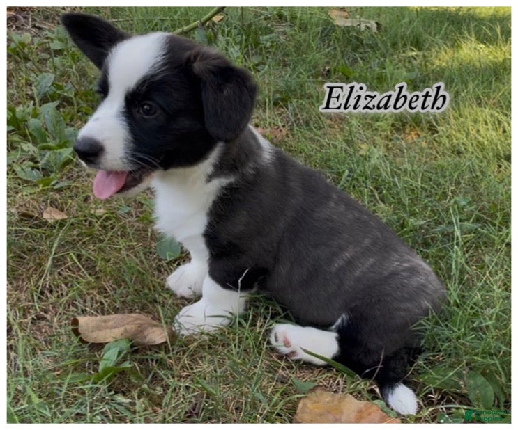 Welsh Corgi Cardigan dogs AKC Elizabeth  - Ad 2