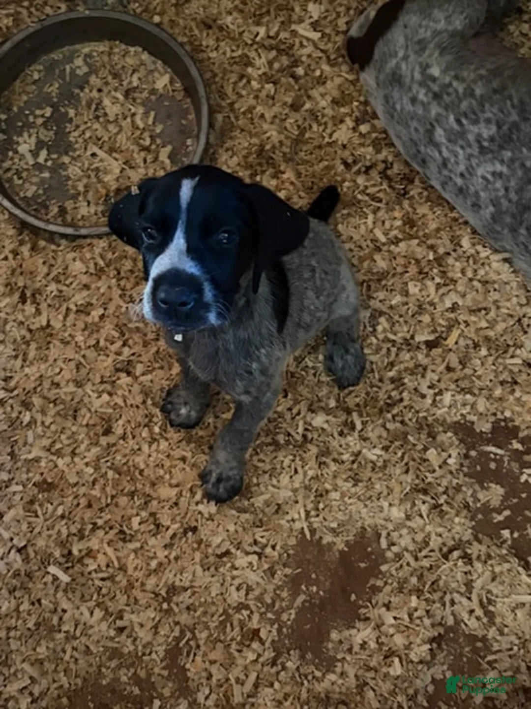 German Shorthaired Pointer dogs for sale: Boy 2 - Ad 1