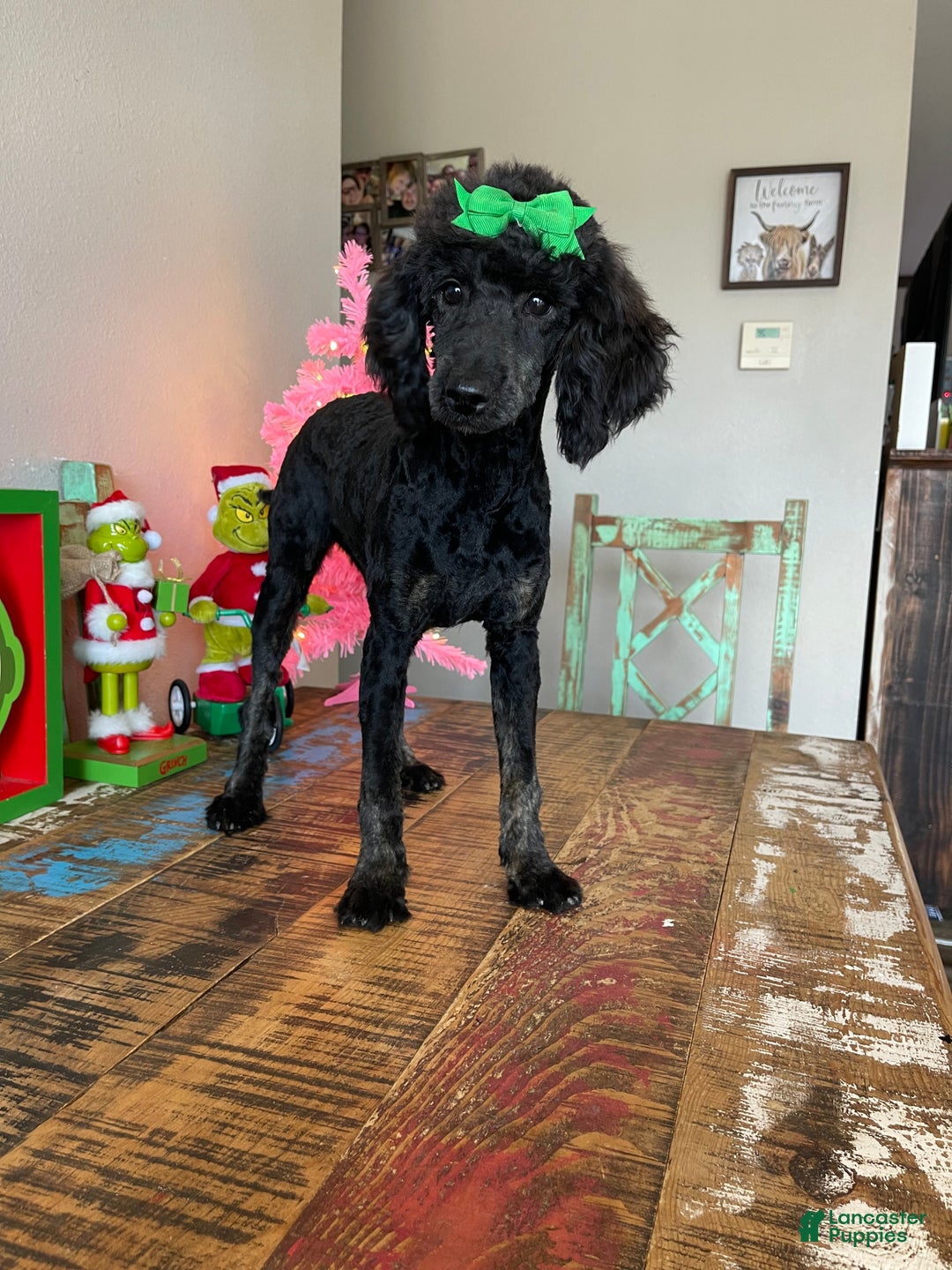 Miniature Poodle dogs for sale: Akc Clear Black Phantom Ellie - Ad 6