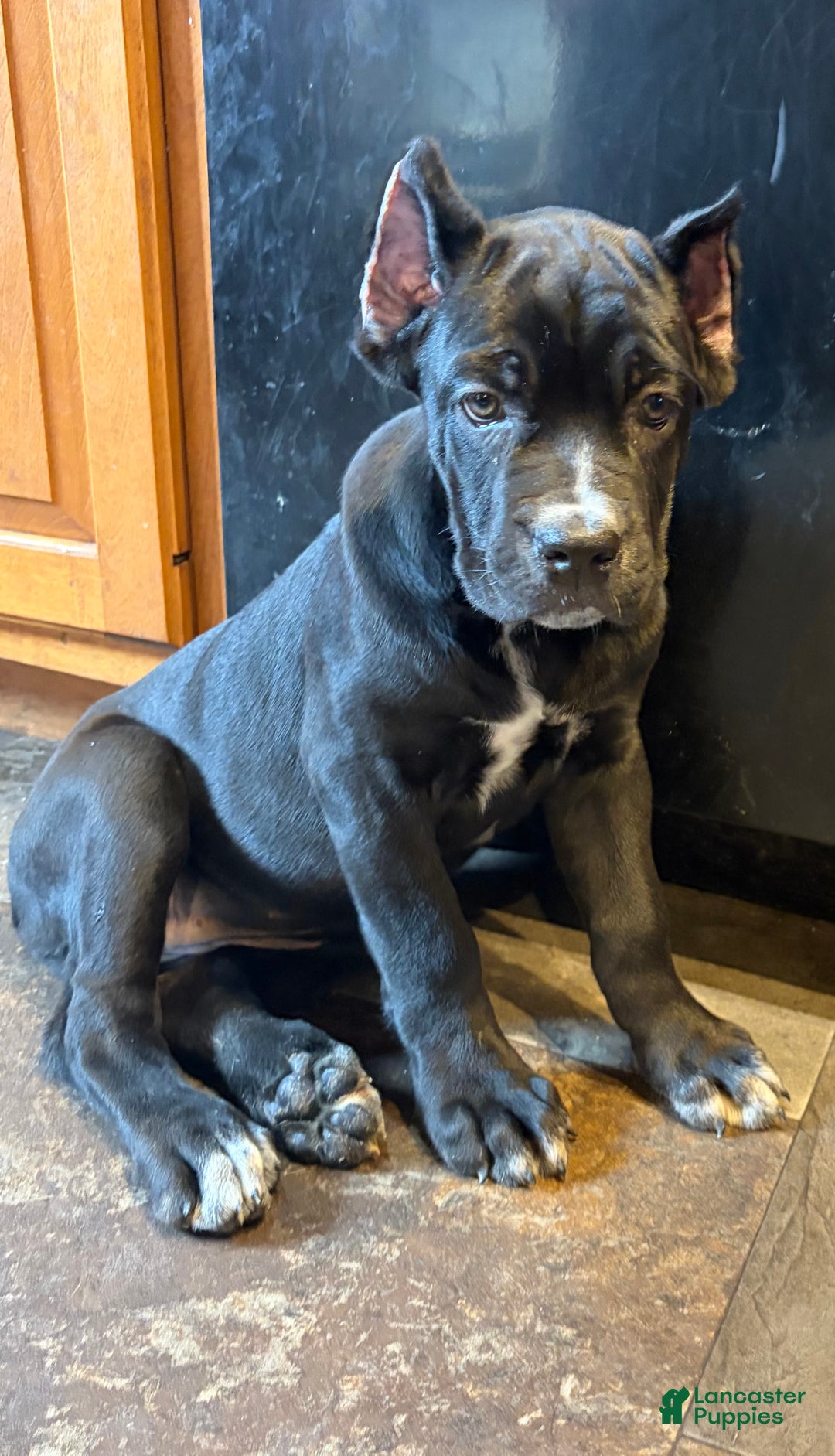 Cane Corso dogs for sale: Garcia - Ad 1