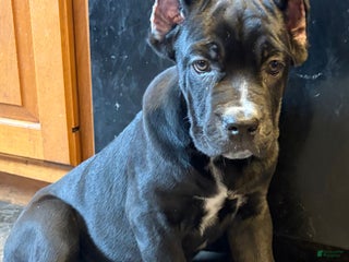 Cane Corso dogs Garcia - Ad 28