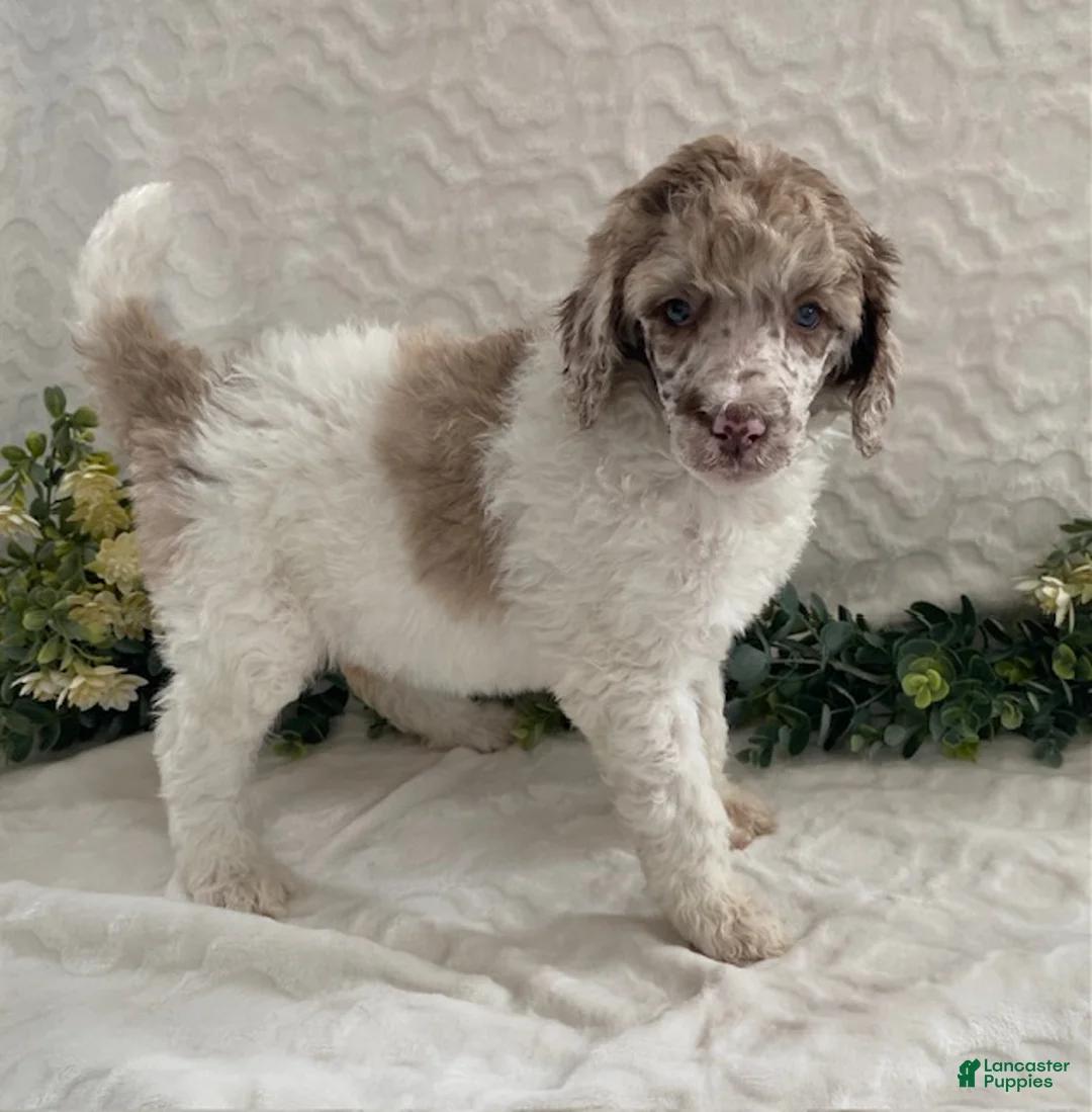 Standard Poodle dogs for sale: Kimber- genetic clear - Ad 4