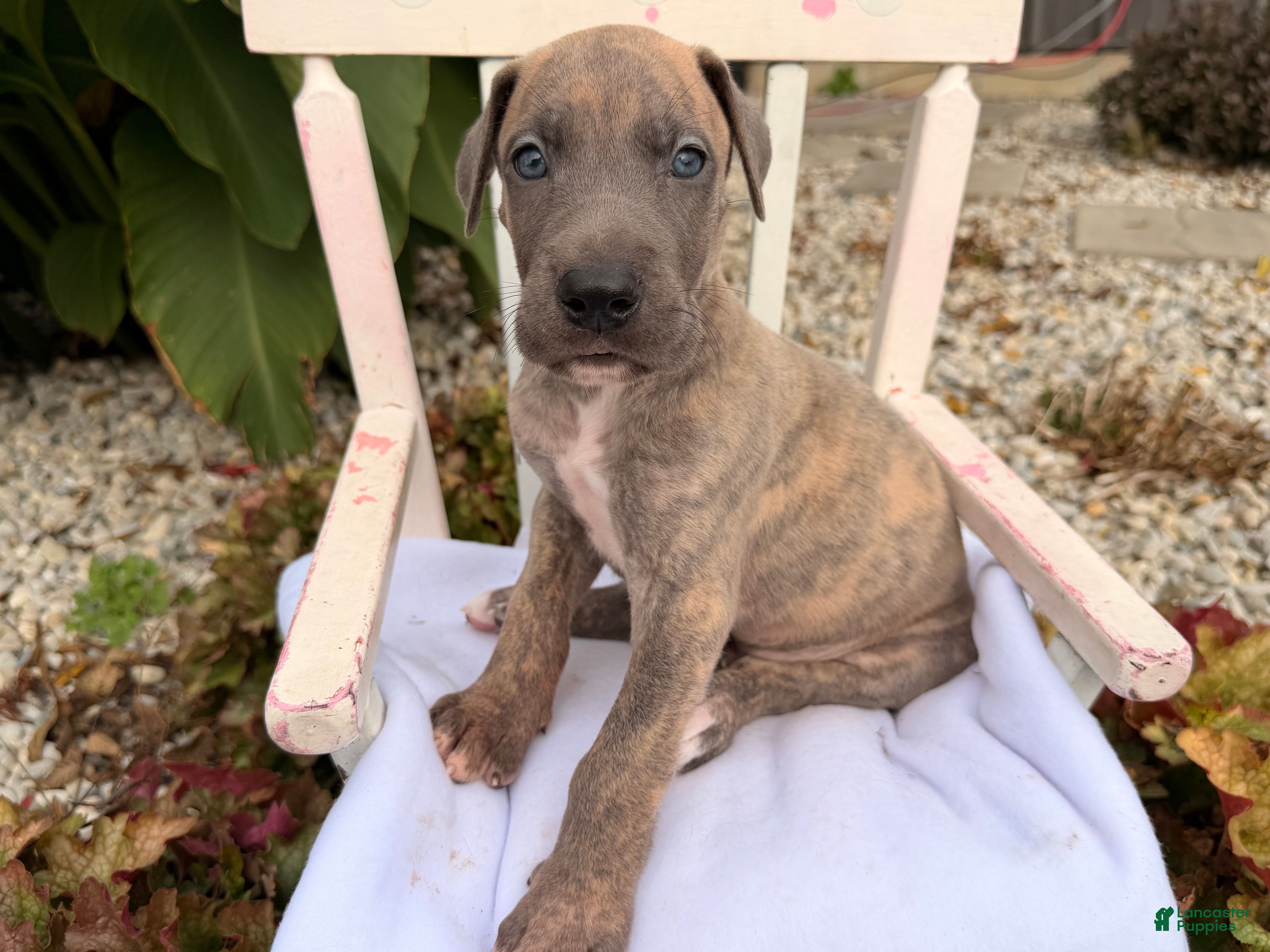 Great Dane dogs Oscar  - Ad 2