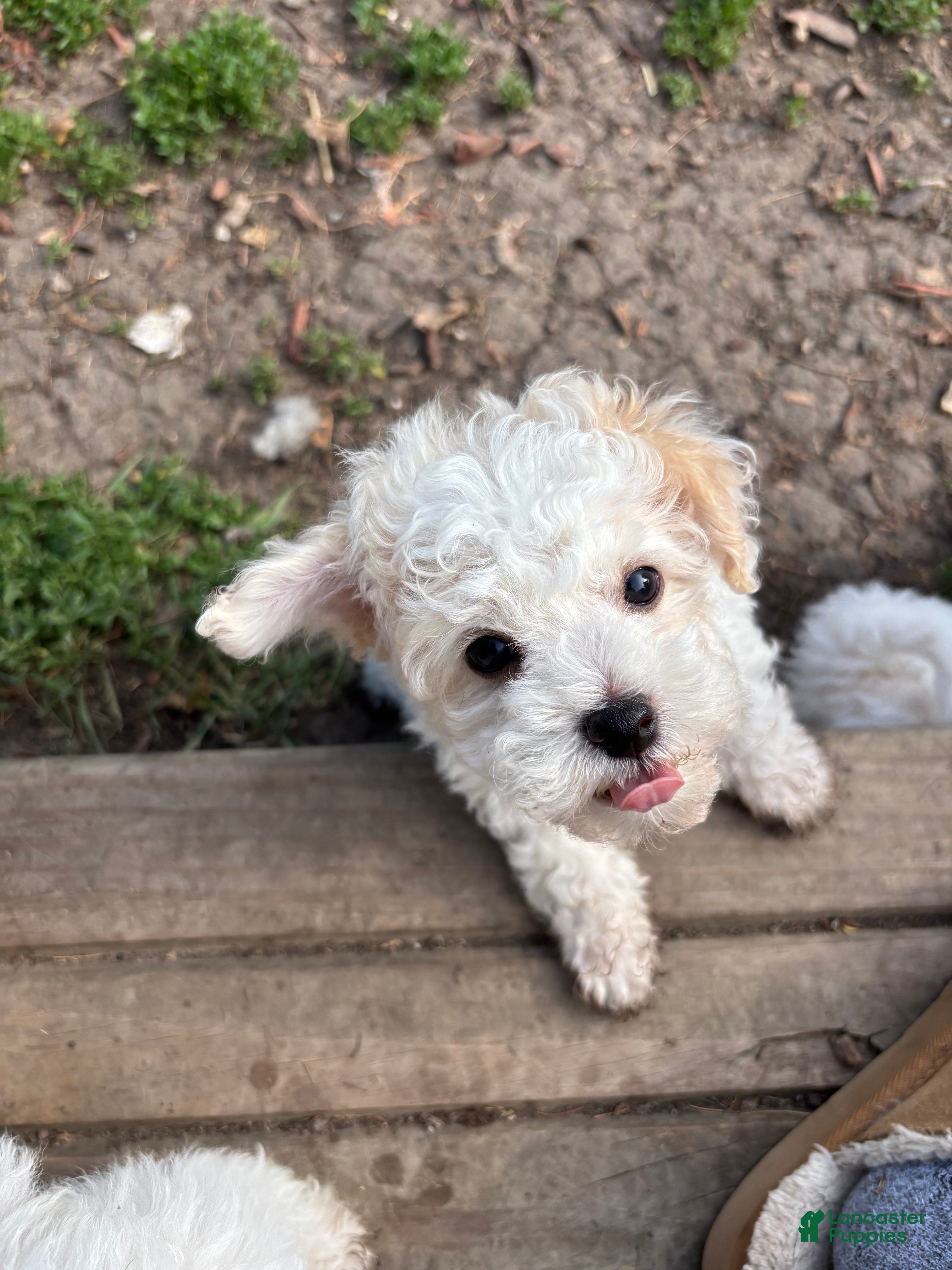 Bichpoo dogs Forest - Ad 2