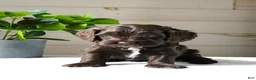 Cockapoo dogs for sale: Mocha - Ad 3
