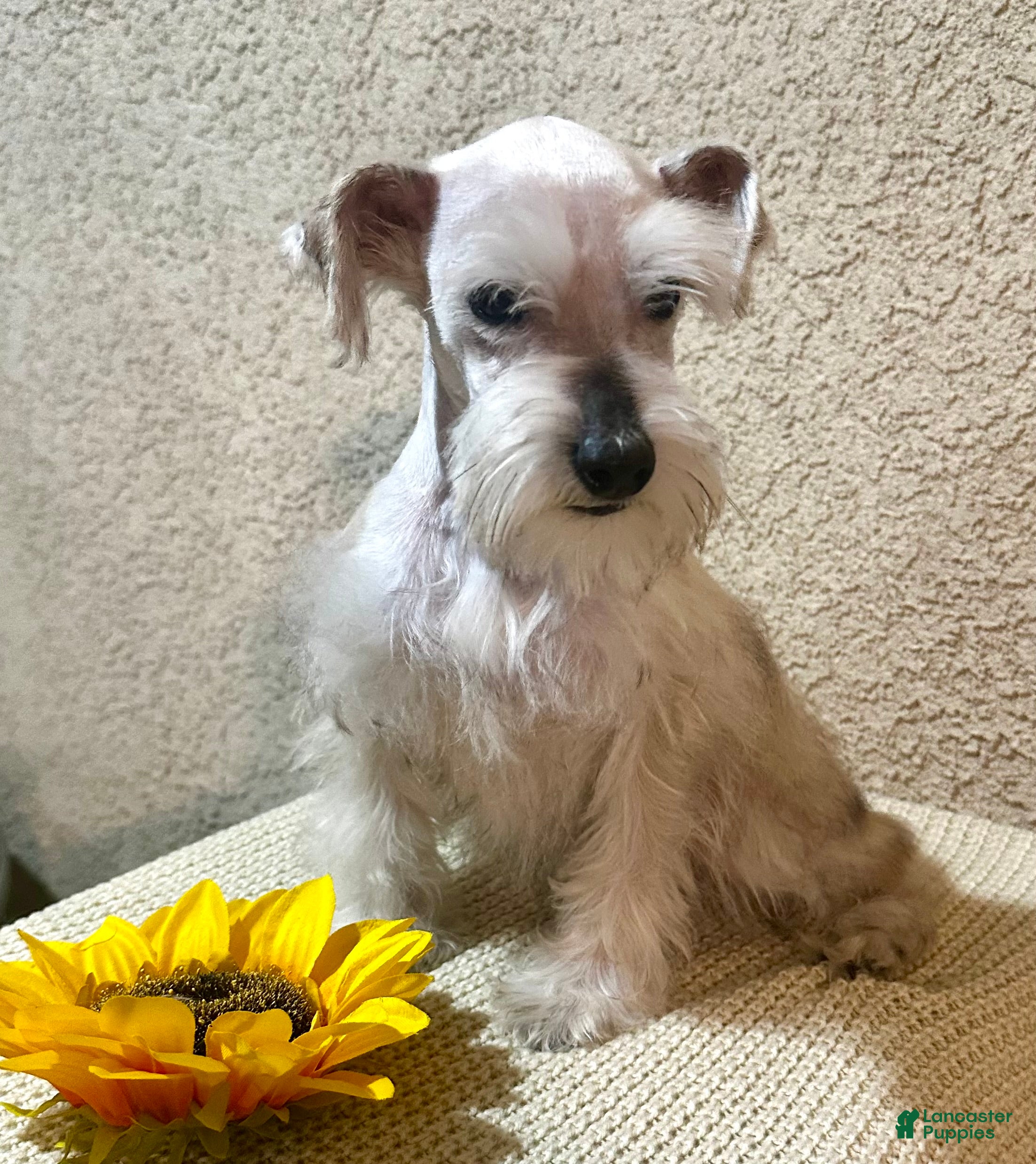 Miniature Schnauzer dogs Miniature Schnauzer Puppy 1 - Ad 1