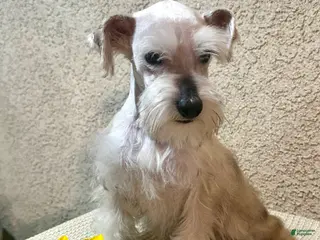 Miniature Schnauzer dogs Miniature Schnauzer Puppy 1 - Ad 1