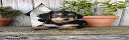 Yorkiepoo dogs for sale: Chase - Ad 4