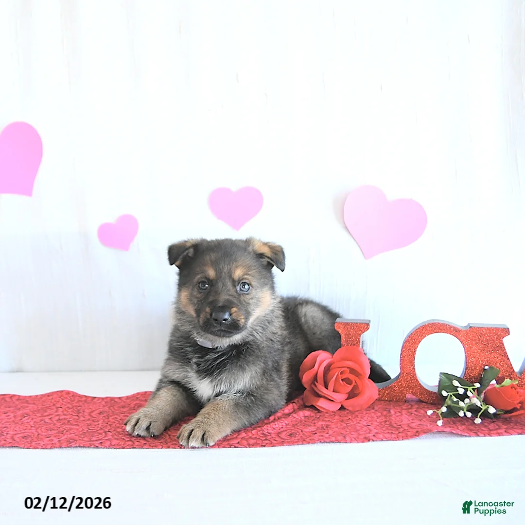 German Shepherd dogs for sale: Sophie - Ad 2