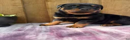 Rottweiler dogs for sale: Fritz - Ad 7