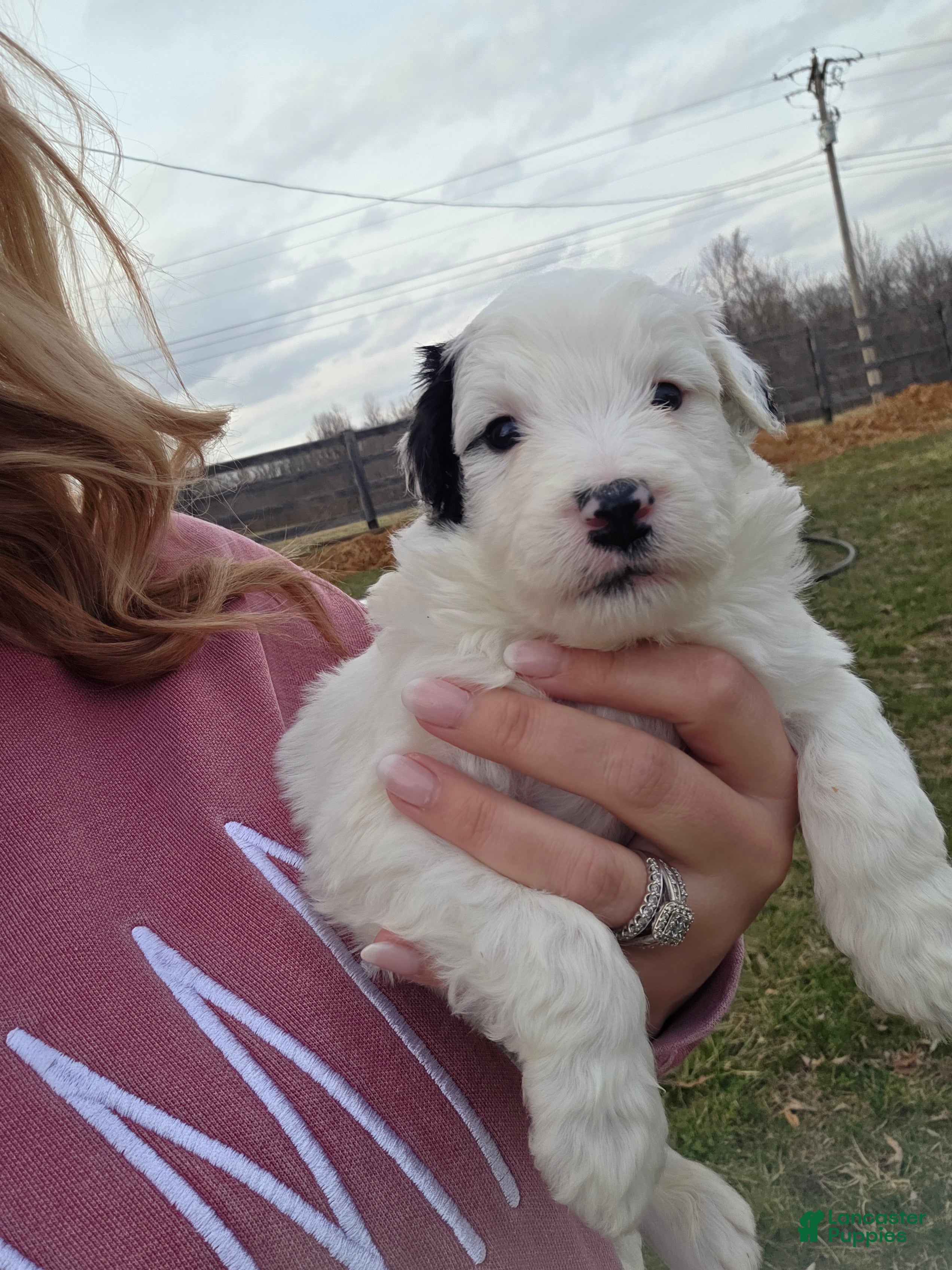 Mini Aussiedoodle dogs Spot - Ad 1