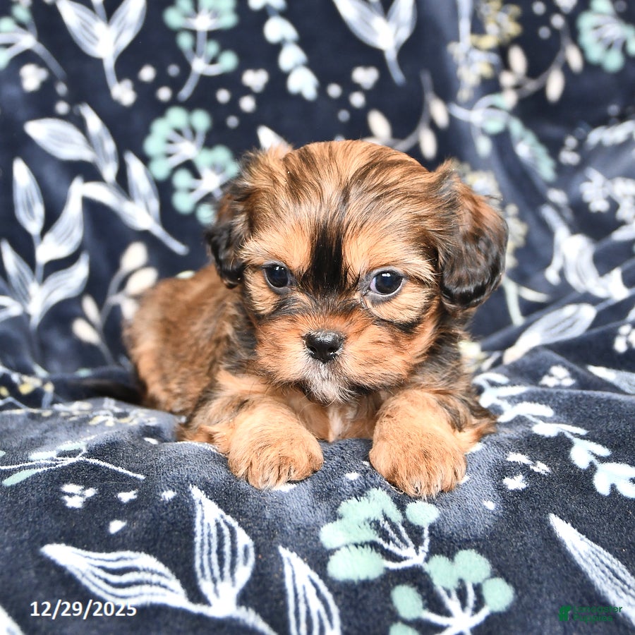 Mixed Breed dogs Buddy - Ad 2