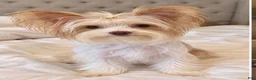 Yorkshire Terrier dogs for sale: Yorkshire Terrier 1 - Ad 4