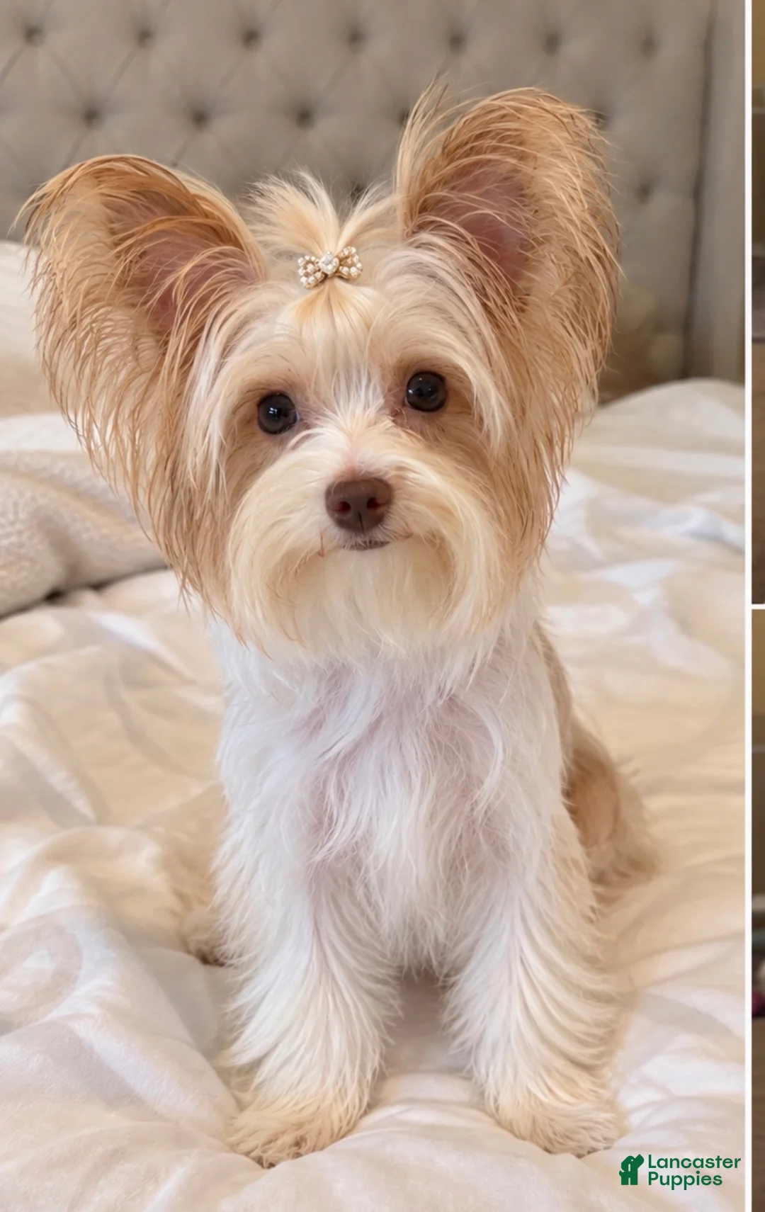 Yorkshire Terrier dogs for sale: Yorkshire Terrier 1 - Ad 4
