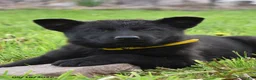 German Shepherd dogs for sale: Ripple - Ad 1