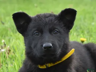 German Shepherd dogs for sale: Ripple - Ad 4