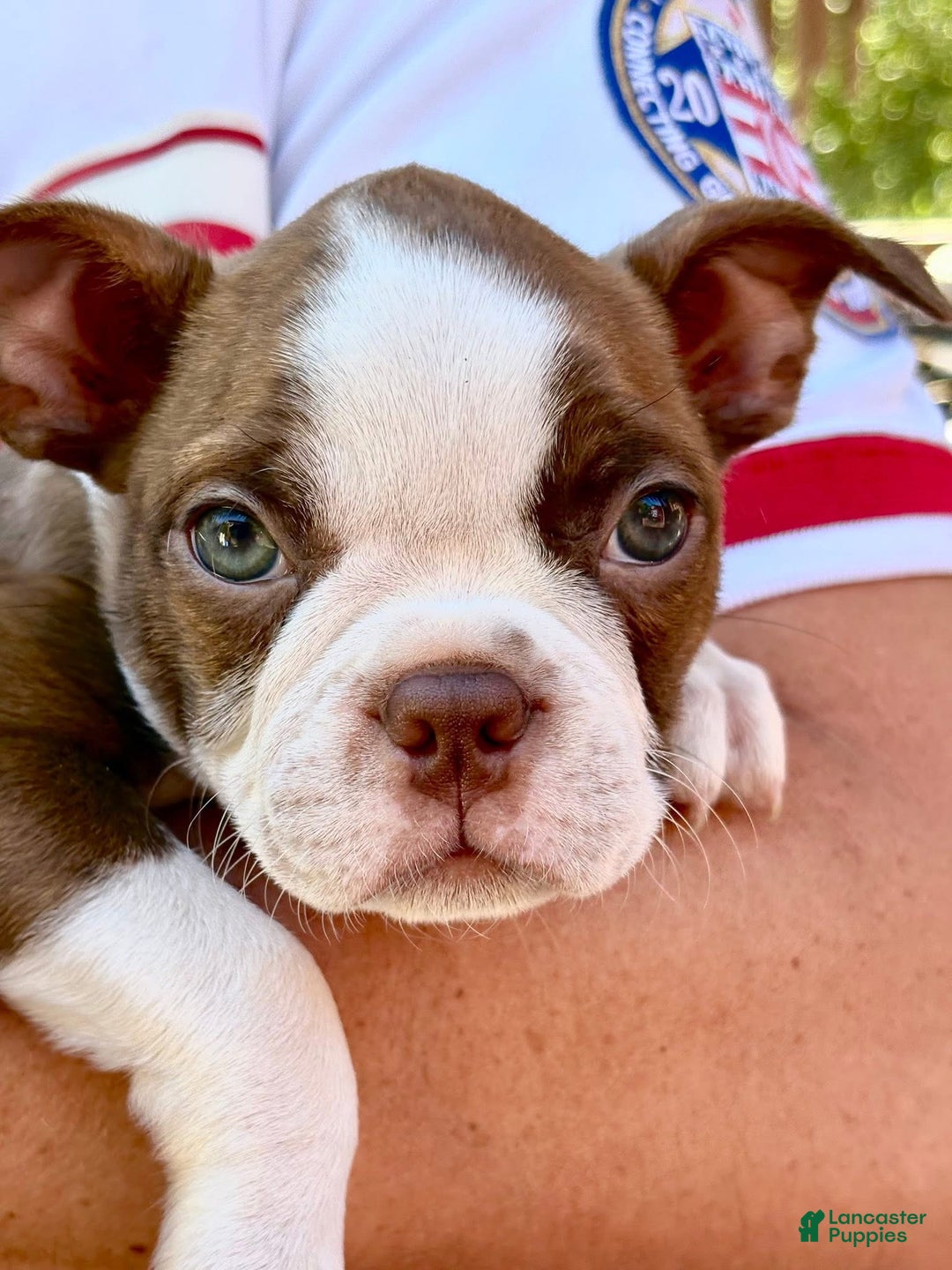 Boston Terrier dogs for sale: Boston Terrier Puppy 3 - Ad 1