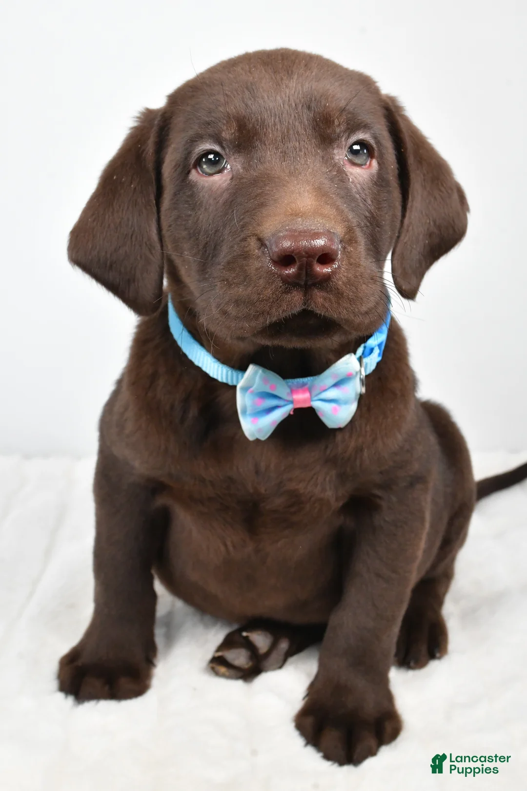 Labrador Retriever dogs for sale: Matthias - Ad 6