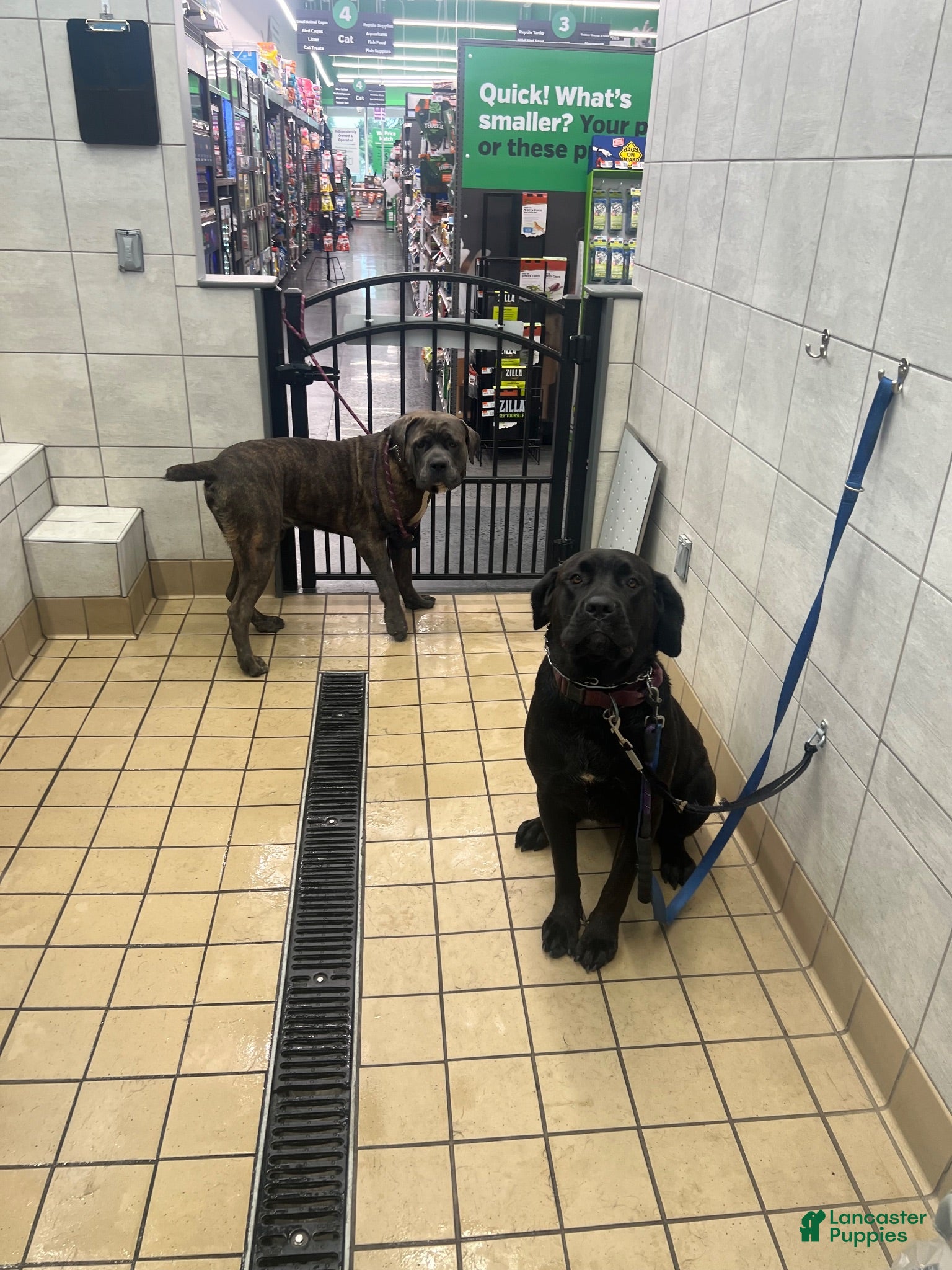 Cane Corso dogs Cane Corso 2 - Ad 19