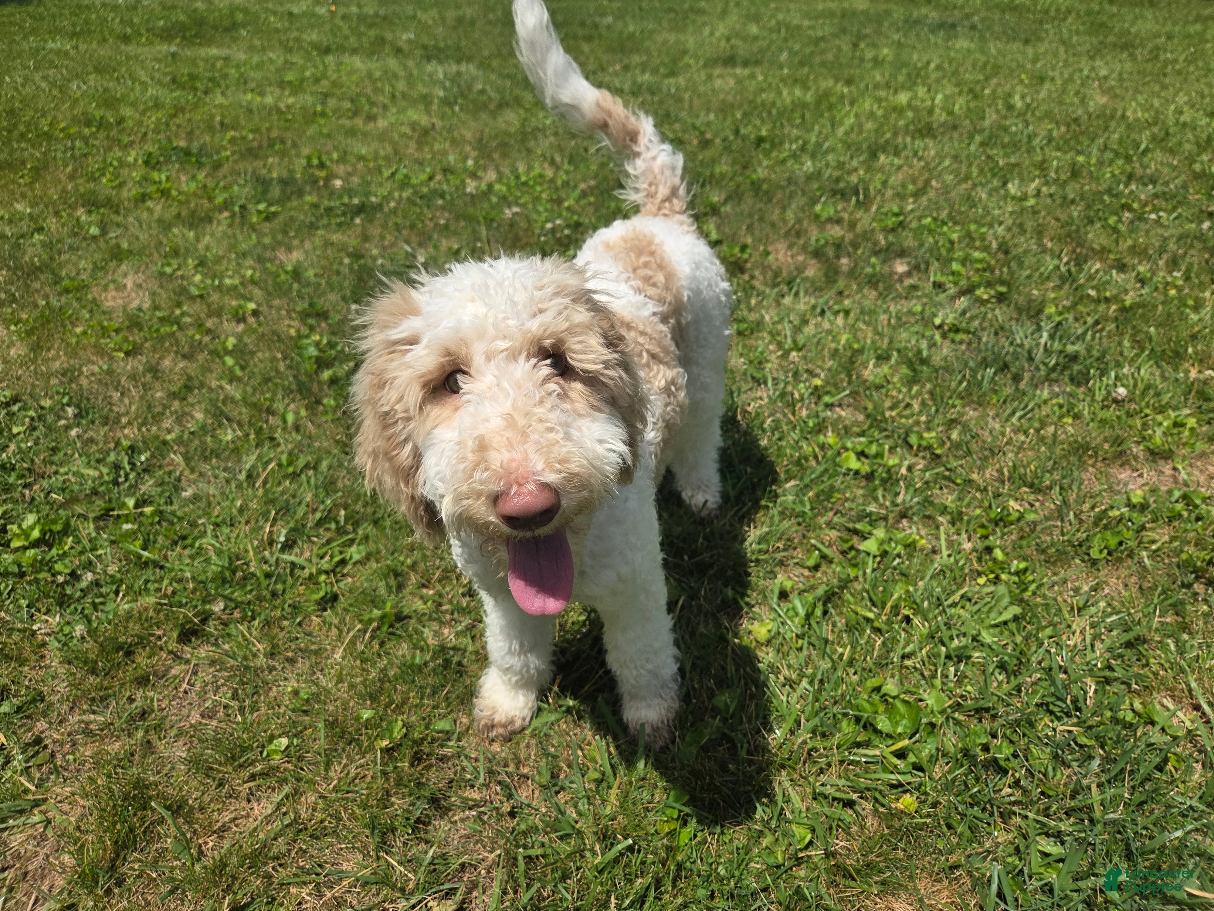Standard Poodle dogs Standard Poodle 1 - Ad 37