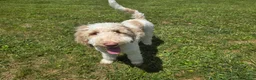 Standard Poodle dogs for sale: Standard Poodle 1 - Ad 1