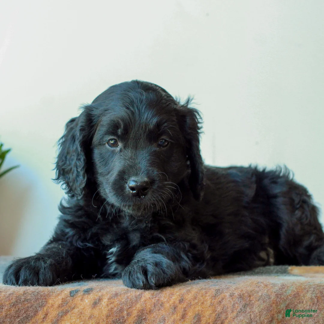 Mini Goldendoodle dogs for sale: Beckett  - Ad 1