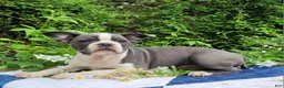 Frenchton dogs for sale: Oli Pop - Ad 3