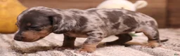 Miniature Dachshund dogs for sale: PHOENIX Blue/tan dapple smooth f - Ad 2