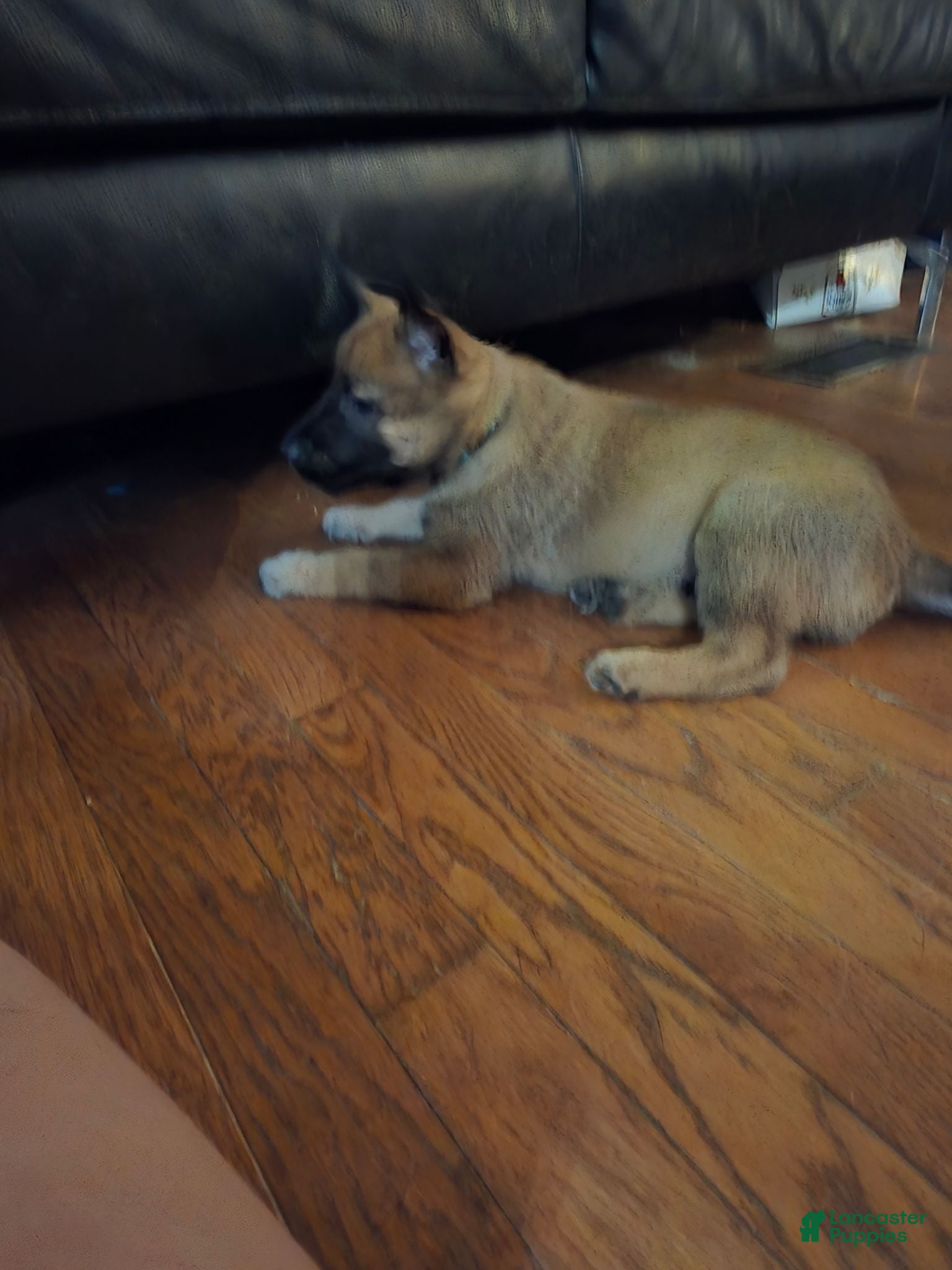 Belgian Malinois dogs Belgian Malinois 3 blue - Ad 23