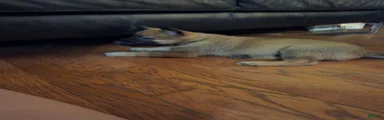 Belgian Malinois 3 blue