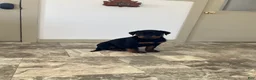 Rottweiler dogs for sale: Mr Bill - Ad 7
