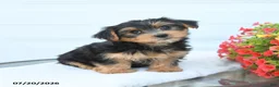 Morkie dogs for sale: Lily - Ad 2