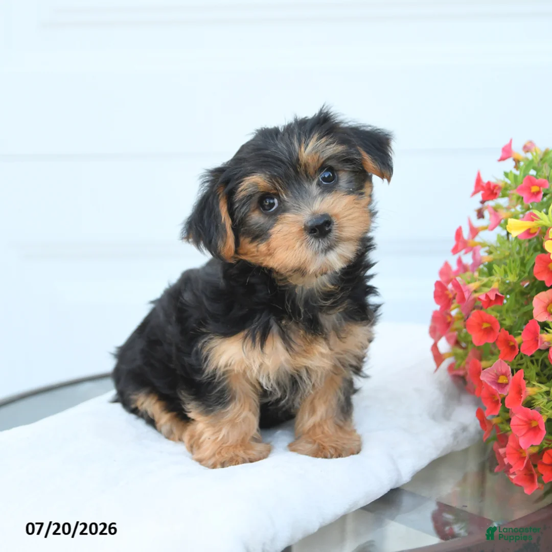 Morkie dogs for sale: Lily - Ad 2
